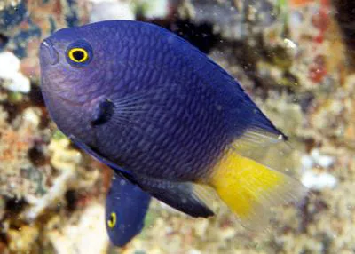 Imitator damsel (Pomacentrus imitator)
