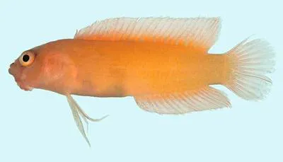 Immaculate dottyback (Pseudoplesiops immaculatus)