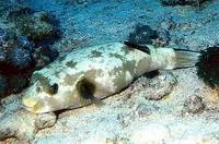 Immaculate puffer (Arothron immaculatus)