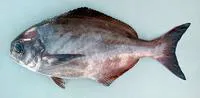Imperial blackfish (Schedophilus ovalis)