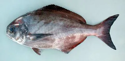 Imperial blackfish (Schedophilus ovalis)
