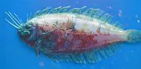Imperial scaldfish (Arnoglossus imperialis)