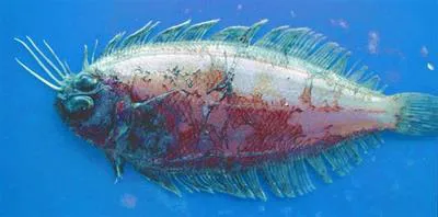 Imperial scaldfish (Arnoglossus imperialis)
