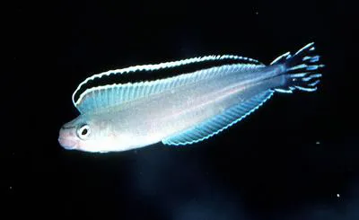 Imposter fangblenny (Plagiotremus phenax)