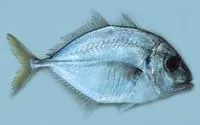 Imposter trevally (Carangoides talamparoides)