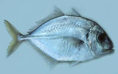 Imposter trevally (Carangoides talamparoides)