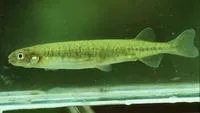 Inanga (Galaxias maculatus)