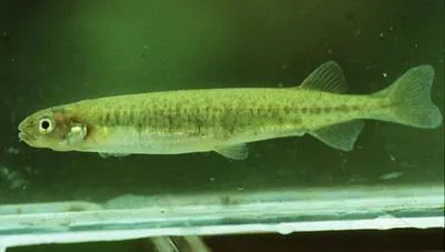 Inanga (Galaxias maculatus)