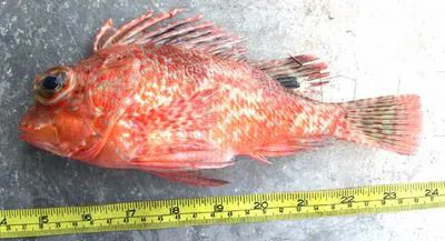Incised gurnard perch (Neosebastes incisipinnis)