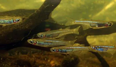 Inconspicuous blue-eye (Pseudomugil inconspicuus)