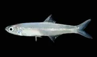 Indian anchovy (Stolephorus indicus)