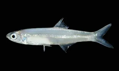Indian anchovy (Stolephorus indicus)