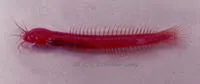 Indian blind catfish (Horaglanis krishnai)