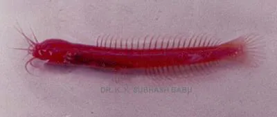 Indian blind catfish (Horaglanis krishnai)