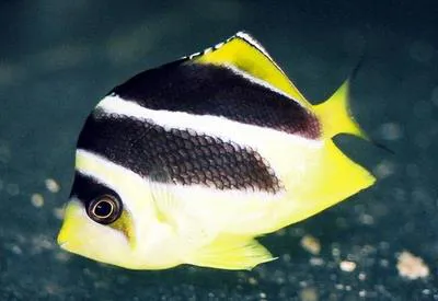 Indian butterflyfish (Chaetodon mitratus)