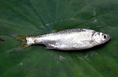 Indian carplet (Amblypharyngodon microlepis)