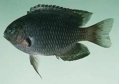 Indian damsel (Pomacentrus indicus)