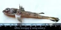 Indian deepwater dragonet (Callionymus carebares)