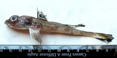Indian deepwater dragonet (Callionymus carebares)