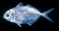 Indian driftfish (Ariomma indicum)