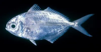Indian driftfish (Ariomma indicum)
