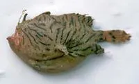 Indian frogfish (Antennarius indicus)