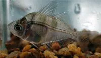 Indian glassy fish (Parambassis ranga)