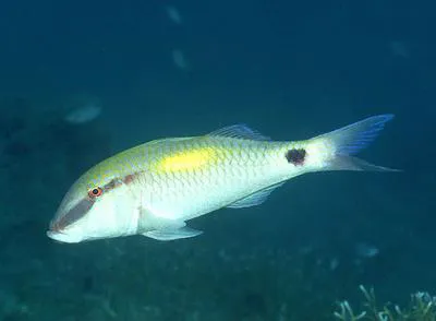 Indian goatfish (Parupeneus indicus)