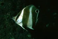 Indian golden-barred butterflyfish (Roa jayakari)