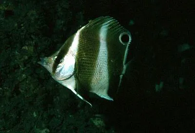 Indian golden-barred butterflyfish (Roa jayakari)