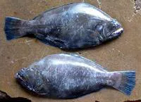 Indian halibut (Psettodes erumei)