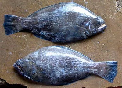Indian halibut (Psettodes erumei)