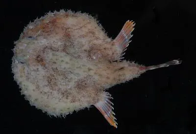 Indian handfish (Halieutaea indica)