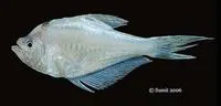 Indian hump head (Kurtus indicus)