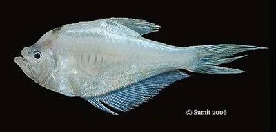 Indian hump head (Kurtus indicus)