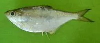 Indian ilisha (Ilisha melastoma)