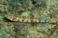 Indian lizardfish (Synodus indicus)