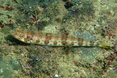 Indian lizardfish (Synodus indicus)