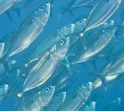 Indian mackerel (Rastrelliger kanagurta)