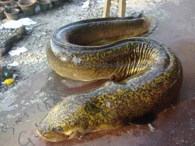Indian mottled eel (Anguilla bengalensis bengalensis)