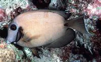 Indian Ocean mimic surgeonfish (Acanthurus tristis)
