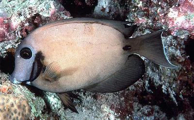 Indian Ocean mimic surgeonfish (Acanthurus tristis)