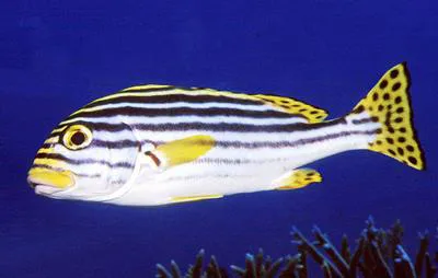 Indian Ocean oriental sweetlips (Plectorhinchus vittatus)
