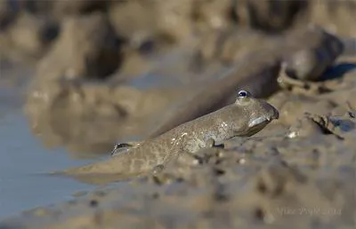 Indian Ocean slender mudskipper (Scartelaos tenuis)