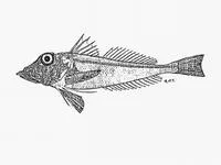 Indian Ocean spiny gurnard (Lepidotrigla multispinosa)