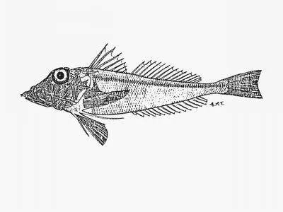Indian Ocean spiny gurnard (Lepidotrigla multispinosa)