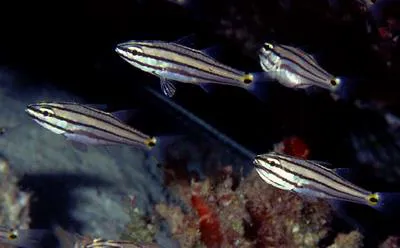 Indian Ocean twospot cardinalfish (Cheilodipterus novemstriatus)