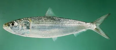 Indian oil sardine (Sardinella longiceps)
