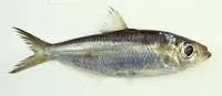 Indian pellona (Pellona ditchela)