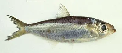 Indian pellona (Pellona ditchela)